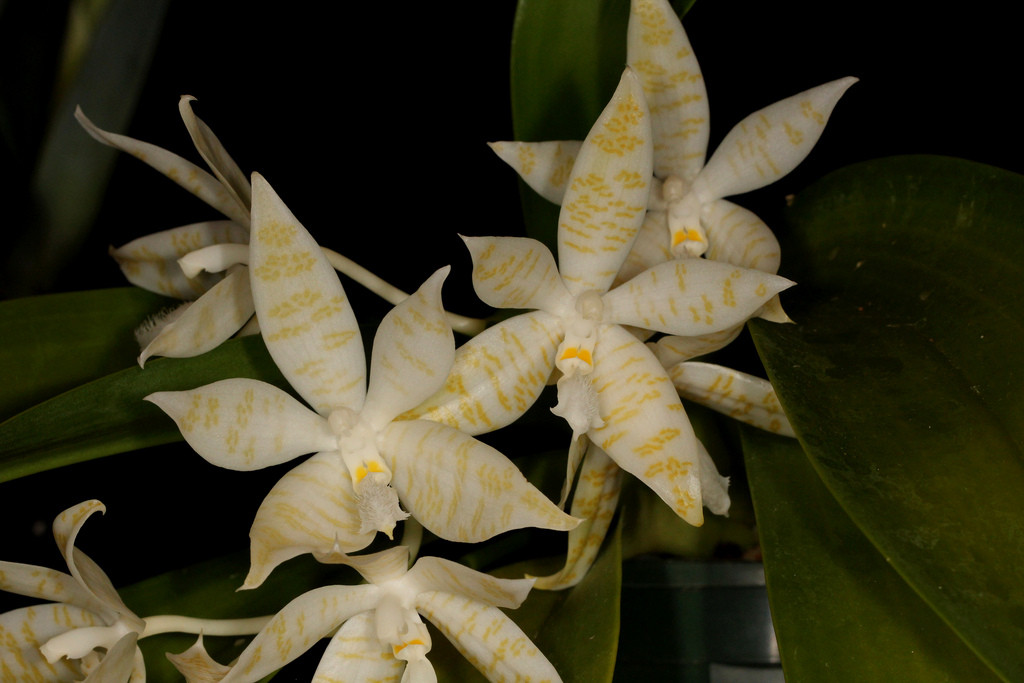 P.hieroglyphica flava 3.jpg