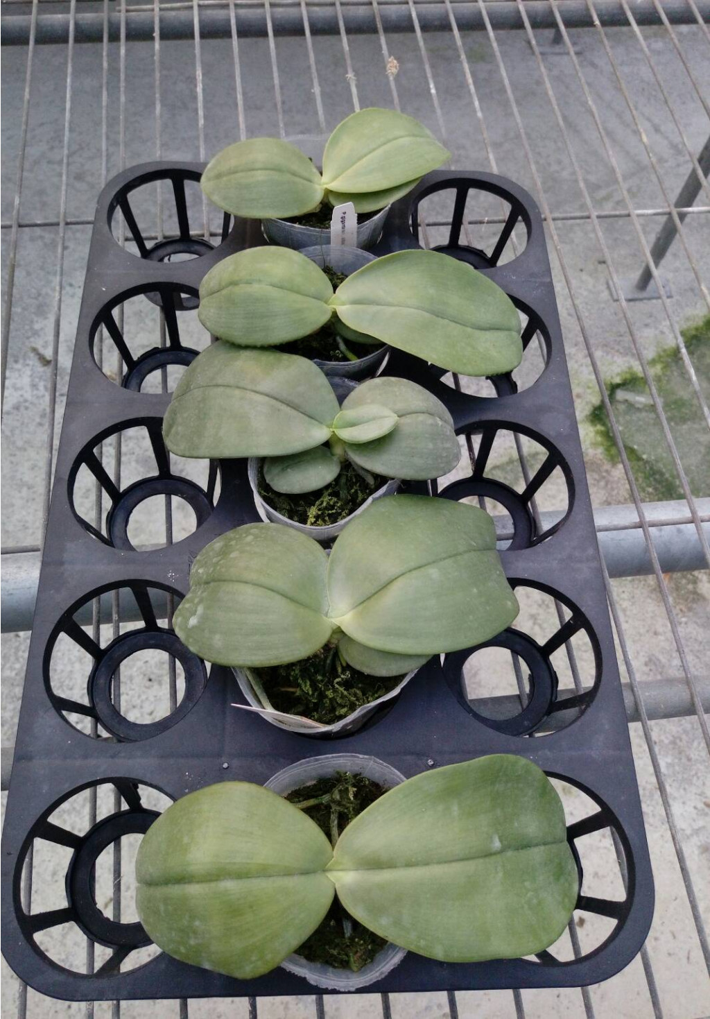P.gigantea v.alba × self.jpg