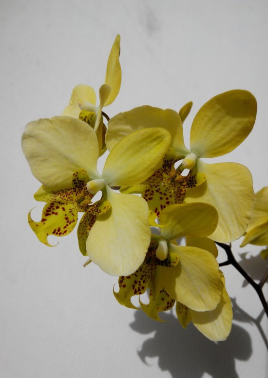 P.stuartiana v.nobilis.jpg