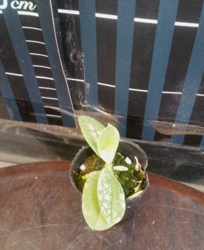 P.parishii 1.jpg