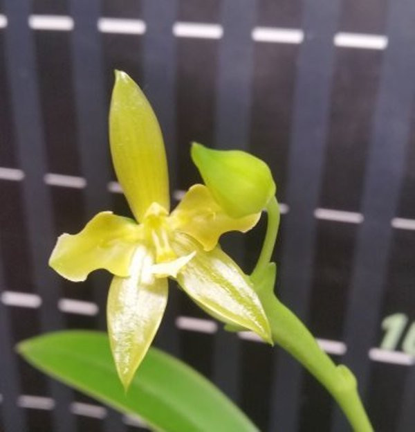P.cornu-cervi alba(variation).jpg