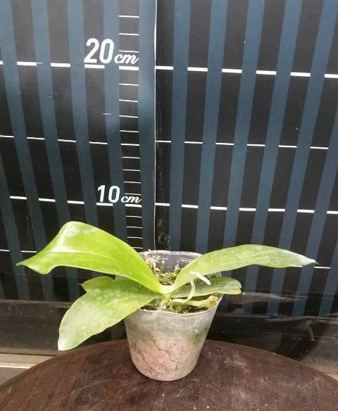 P.javanica'Miki' self 5.jpg