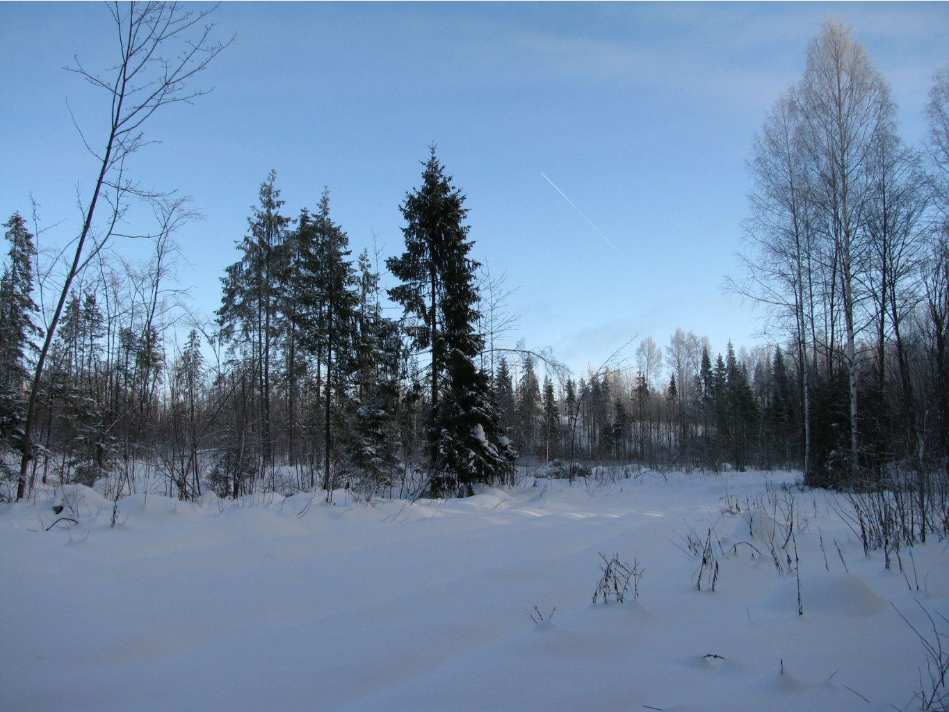 IMG 8273.jpg