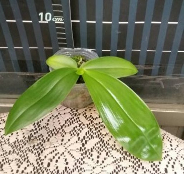 P.corningiana 2.jpg