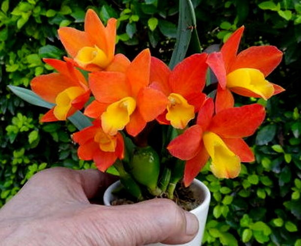 Pot.Chian-Tzy Goldenorange'Golden Boy' 黃金男孩（MC-CTA546）.jpg