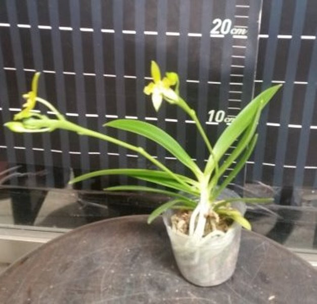 P.cornu-cervi alba(variation) 2.jpg