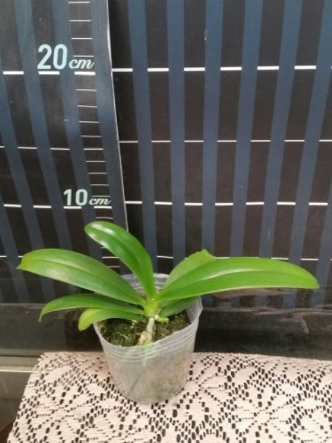 P.panthtrina × self.jpg