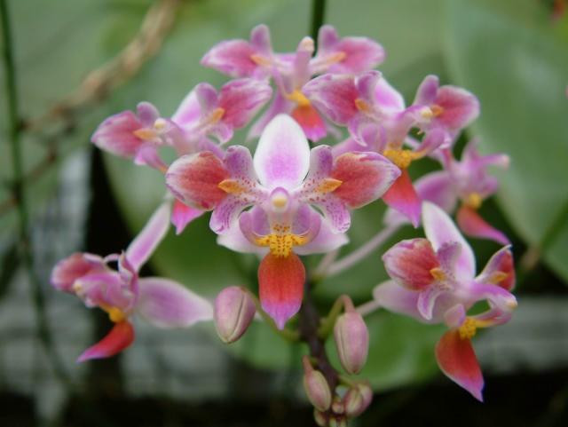 P.equestris (variation).jpg