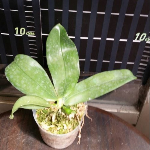P.bellina(MC) 2.jpg