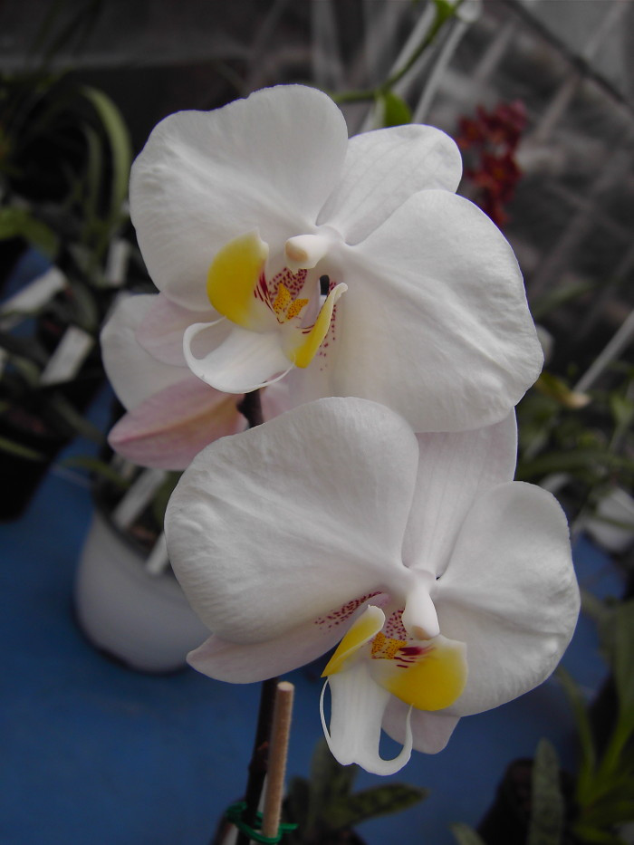 P.philippinense.jpg