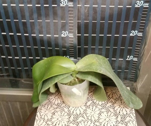 P.gigantea 3.jpg