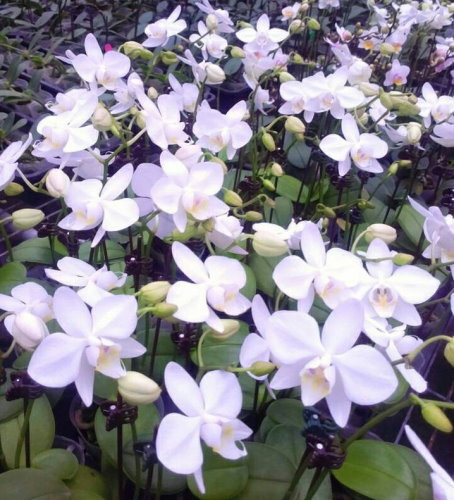 P.amabilisTai-Wu.jpg