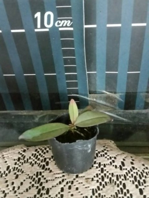 P.lowii 1.jpg