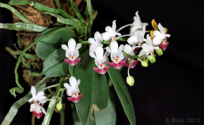 P.parishii.jpg