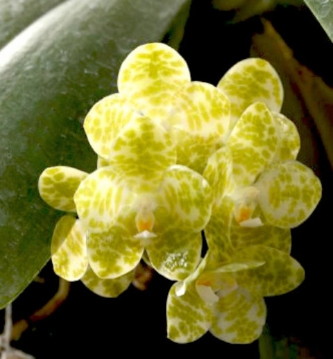 Phalaenopsis-gigantea-var-alba-ta-wei-foto-4769.jpg
