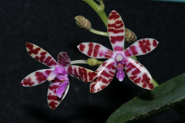 P.bastianii 1.JPG