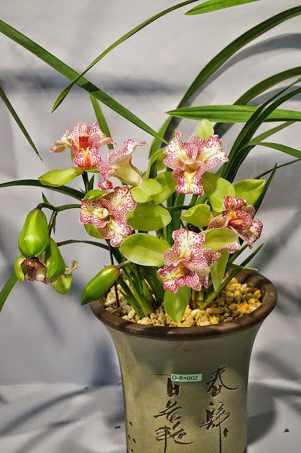 Cym.Green Valley Emerald 'Tri -Lipe'(MC)(variation).jpg
