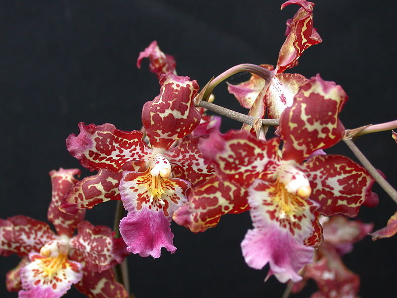  ( Odontoglossum)