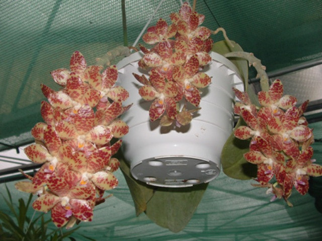 P.gigantea 2.jpg