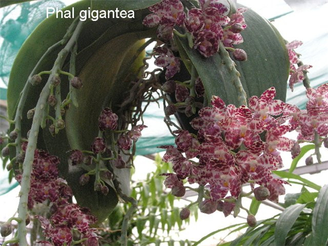 P.gigantea.jpg