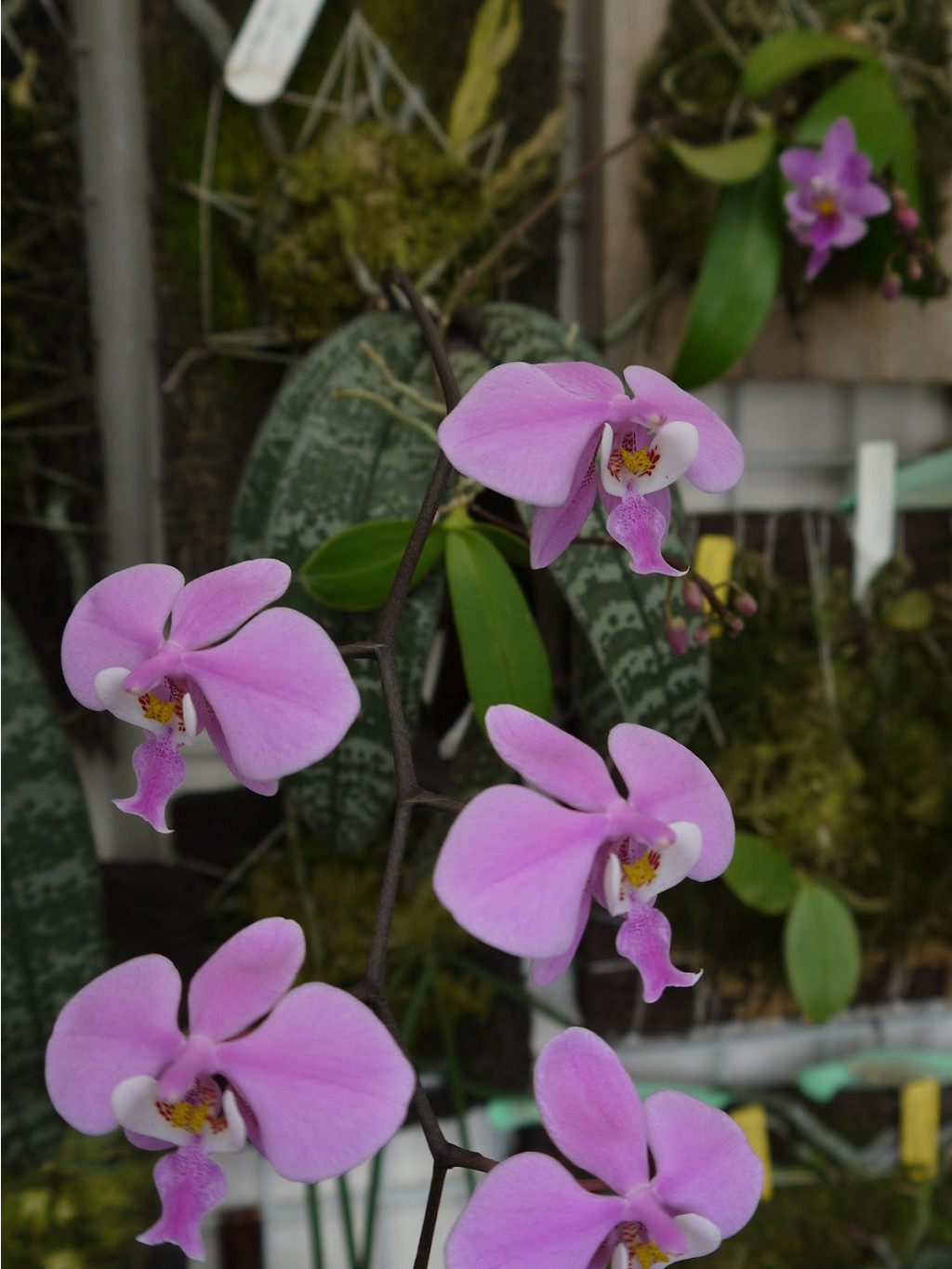 P.schilleriana'TKB' 3.JPG