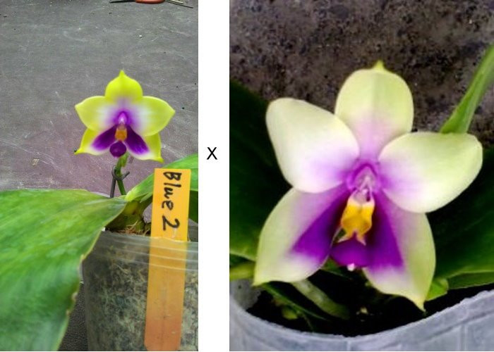 P.bellina × sib.jpg