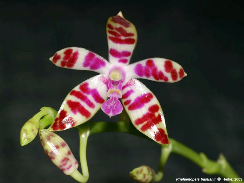 P.bastianii.jpg