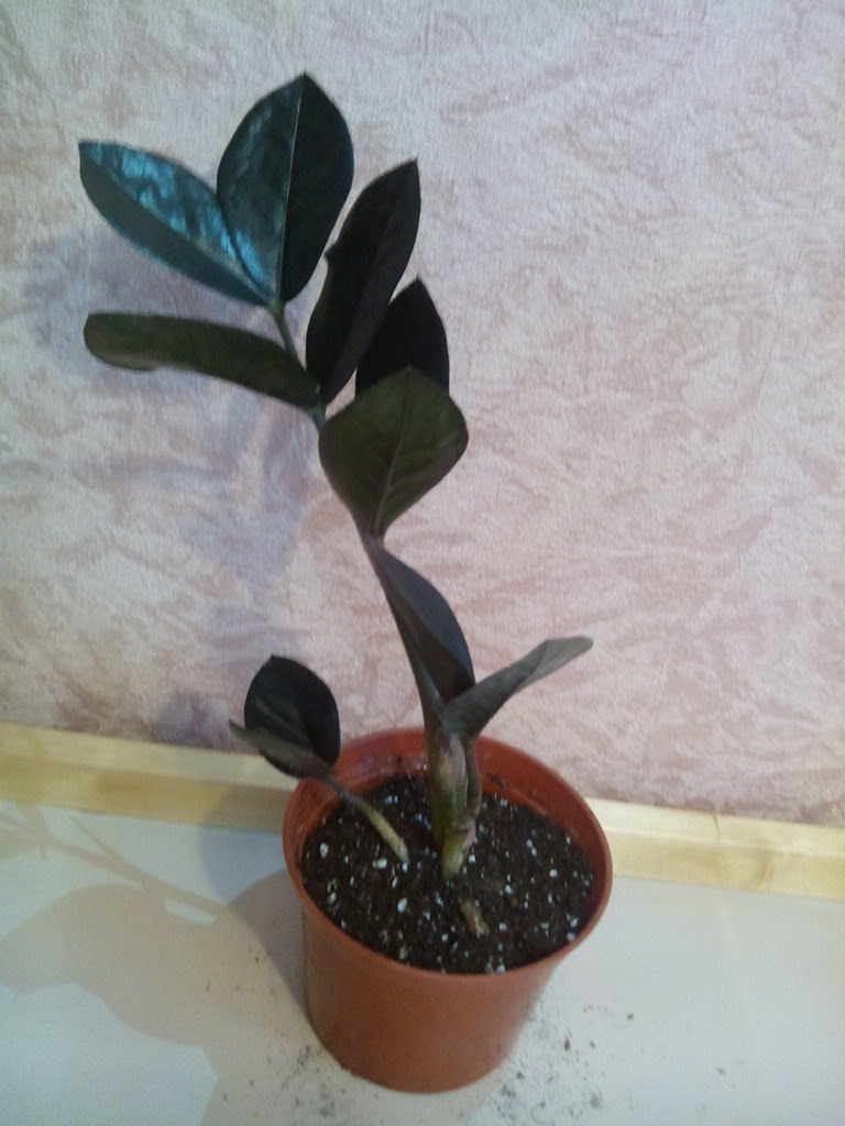 IMG 20180122 084108.jpg