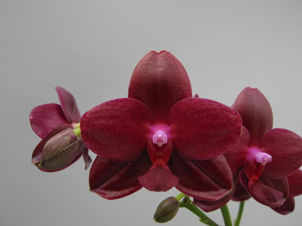 09804108582plant.JPG