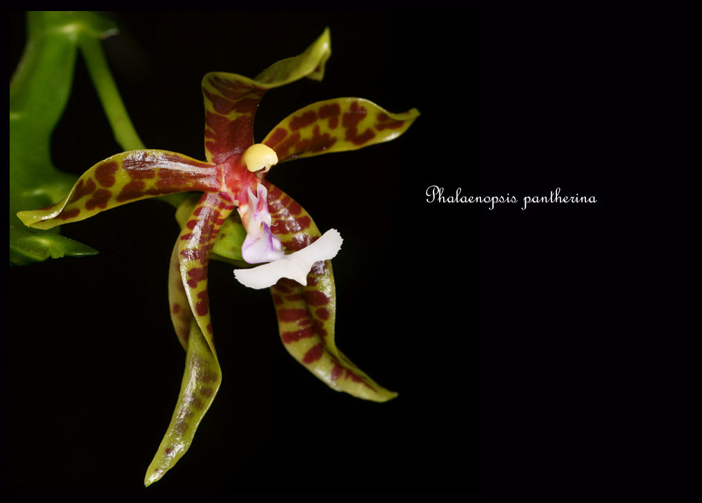 Phalaenopsis-pantherina12.jpg
