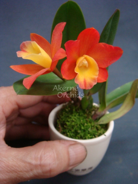 Rhyncholaeliocattleya Chian-Tzy Goldenorange Golden Boy-640x640.jpg