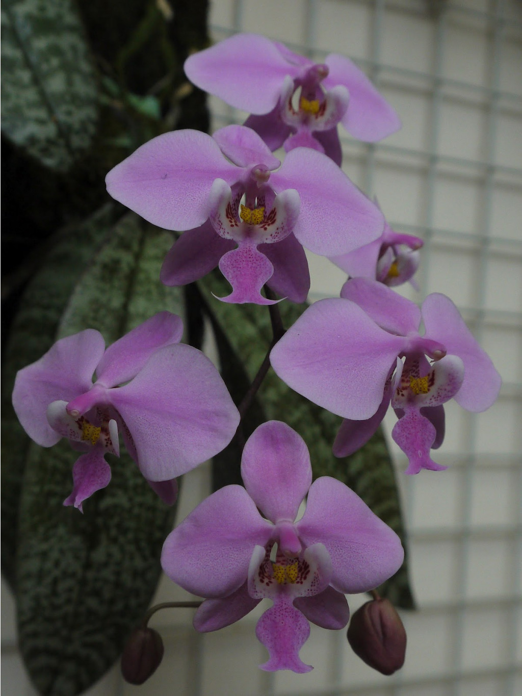 P.schilleriana'TKB' 45.JPG