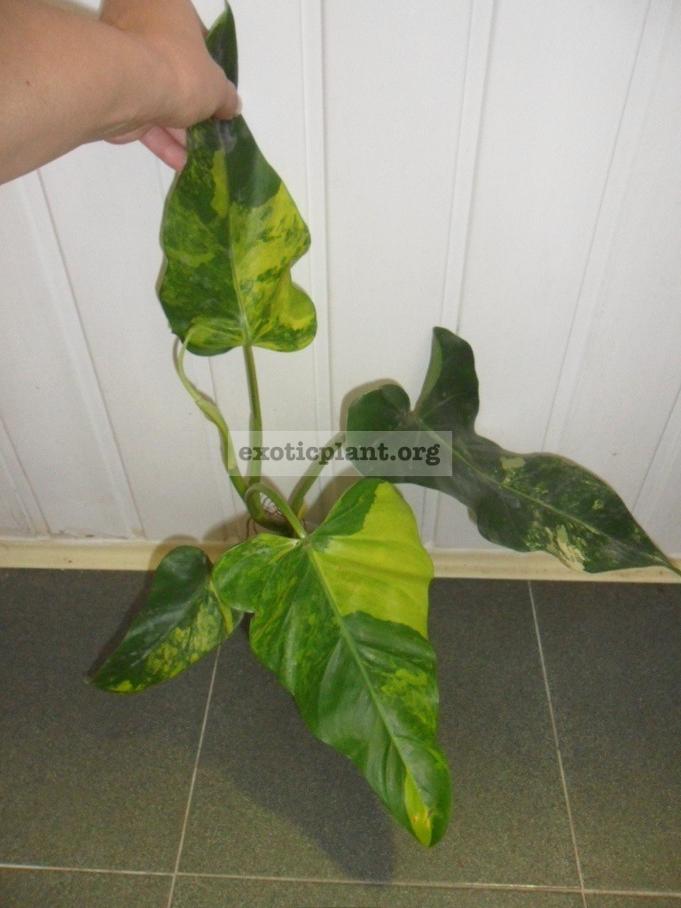 Philodendron-domesticum-variegated-.jpg