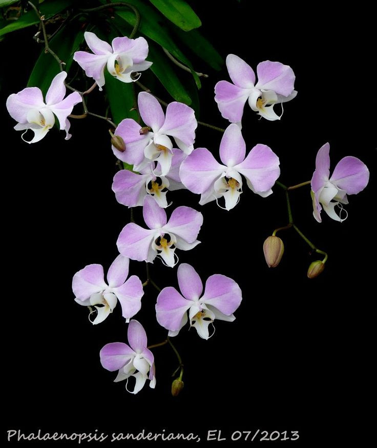 E4e8a491505f83c2d7d74d083e7239dc--phalaenopsis-orchids.jpg