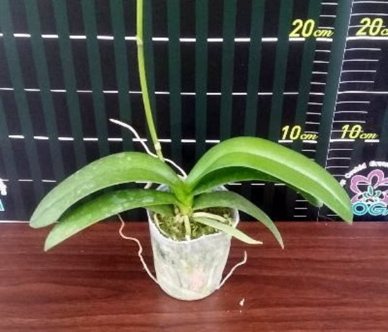 P.pulcherrima(red) .jpg