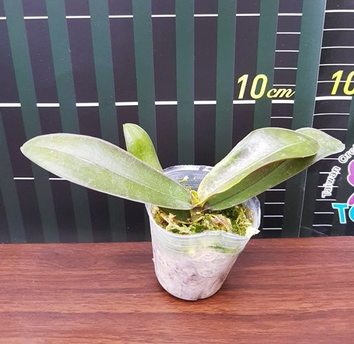 P.stuartiana v.nobilis 2.jpg