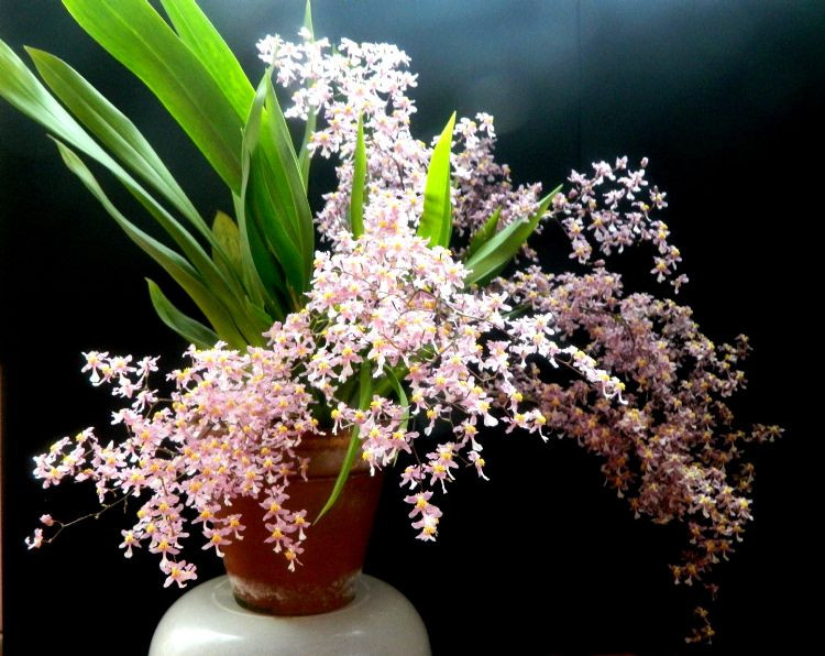   ( Oncidium Twinkle)  