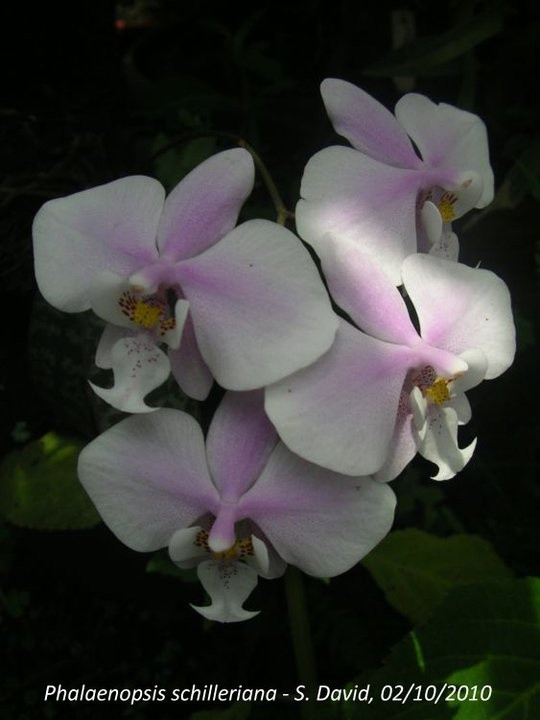 P.schilleriana'MSH'(MC) 2.jpg