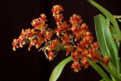   ( Oncidium Twinkle)  