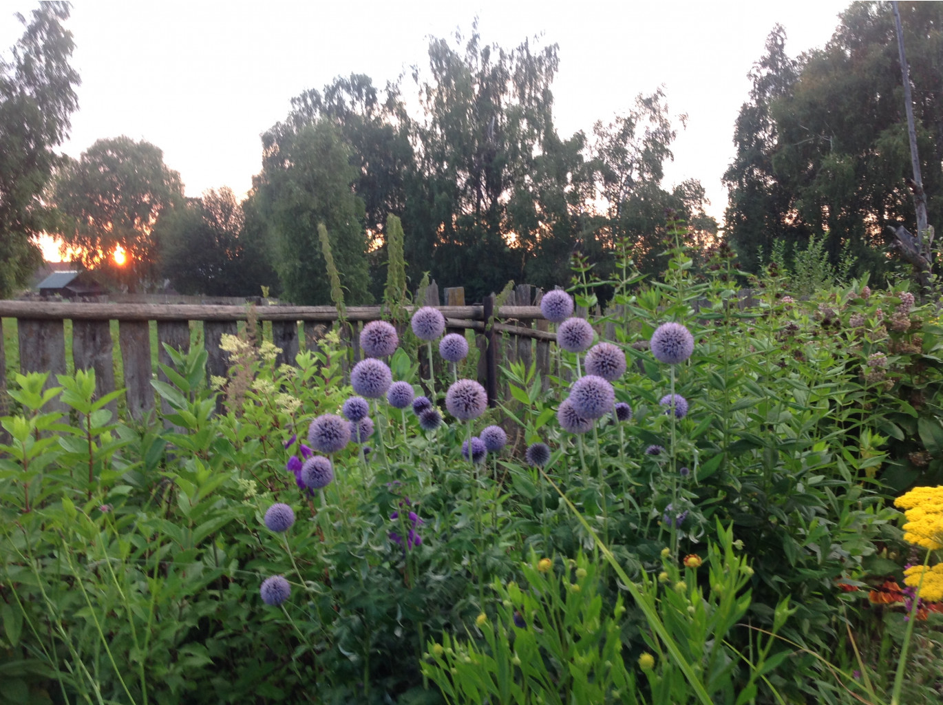     (Echinops ritro Taplow Blue)