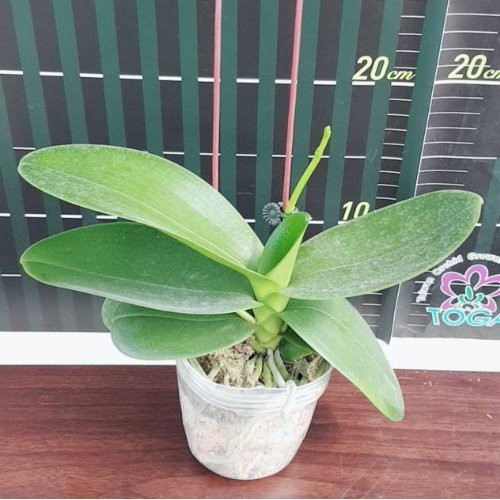 P.amabilis'Tai Wu'2.jpg
