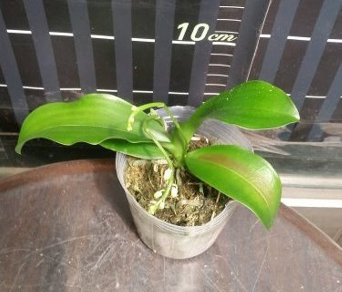 P.deliciosa 2.jpg