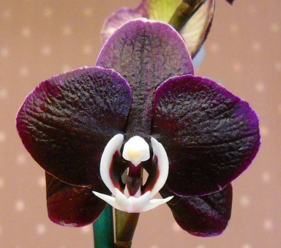 P.Kaoda Twinkle.jpg