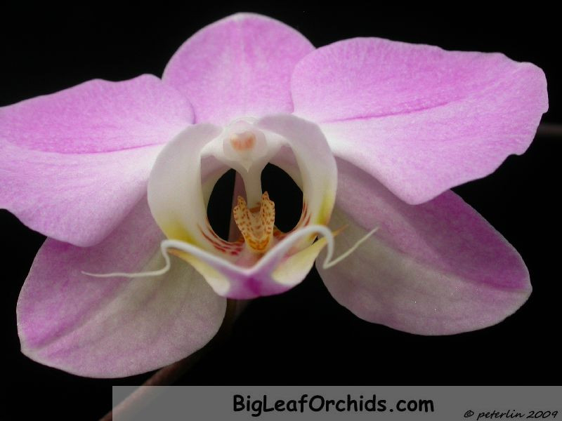 Phal sanderiana Joy lip.JPG