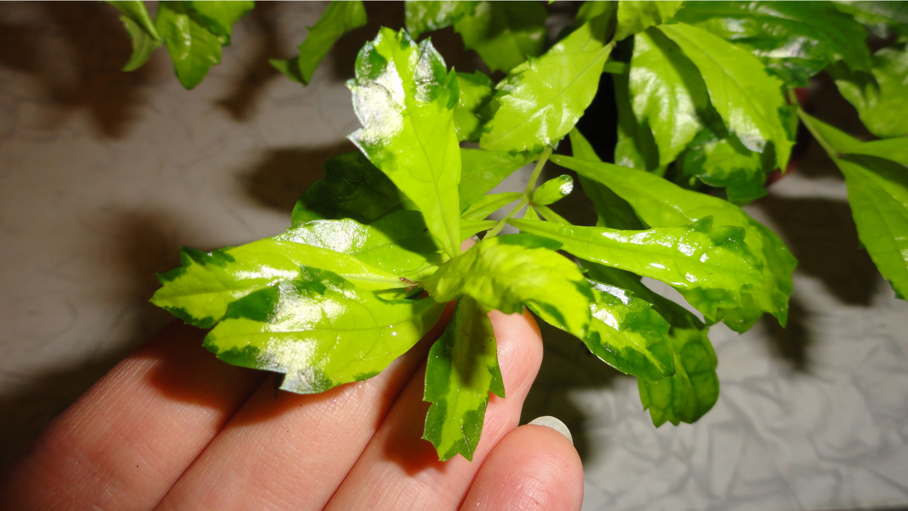  Duranta erecta 'Green and Gold'-  ...