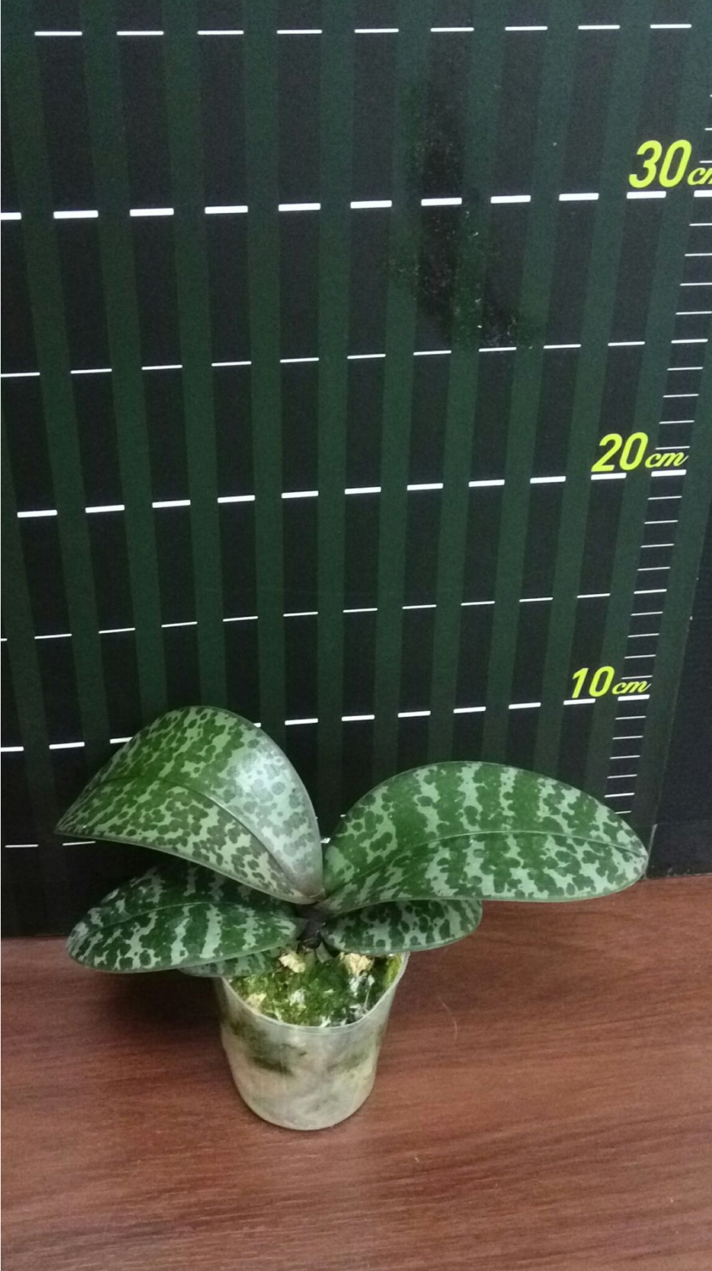 P.schilleriana'MSH'(MC) 3.jpg