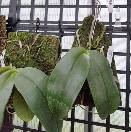 P.gigantea 4.jpg