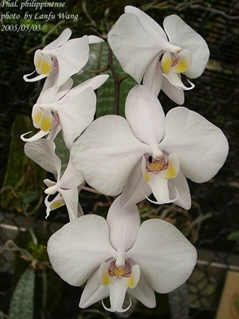 P.philippinense2.jpg