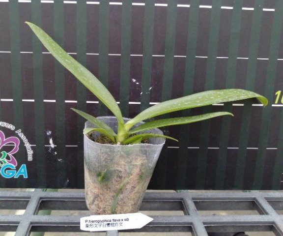 P.hieroglyphica flava.jpg
