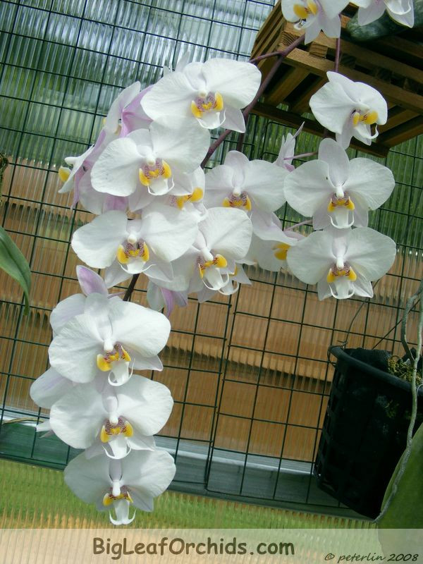 Phal philippinensis Orchidview 1.JPG